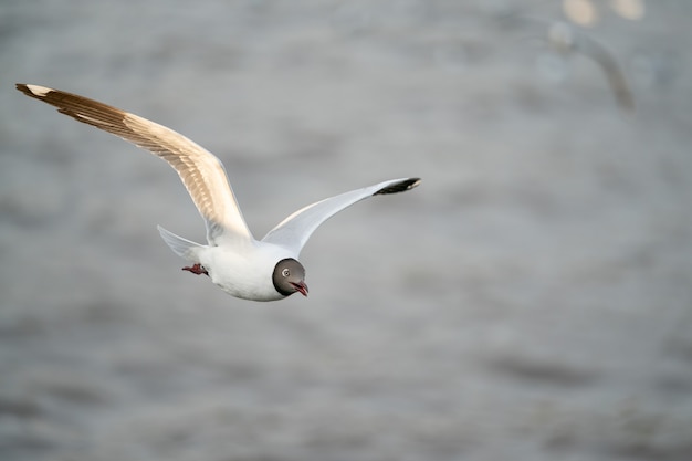 Mouette volant, au-dessus de l'océan