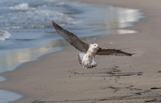 Photo la mouette volant au-dessus de la plage