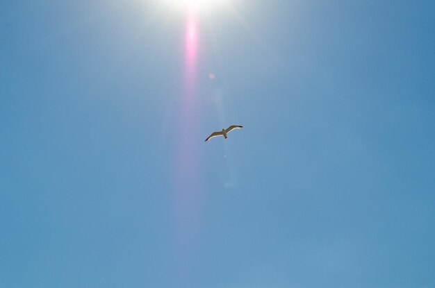 Mouette volant contre le ciel bleu