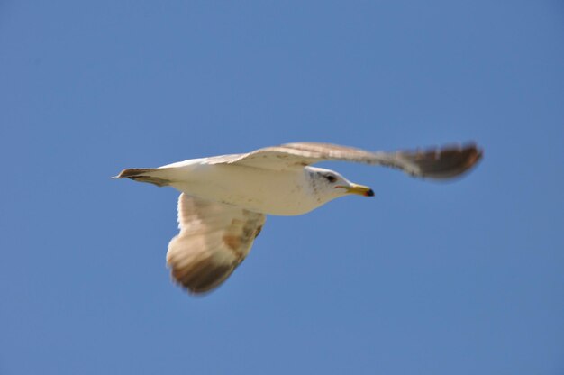 Photo la mouette volant contre un ciel dégagé