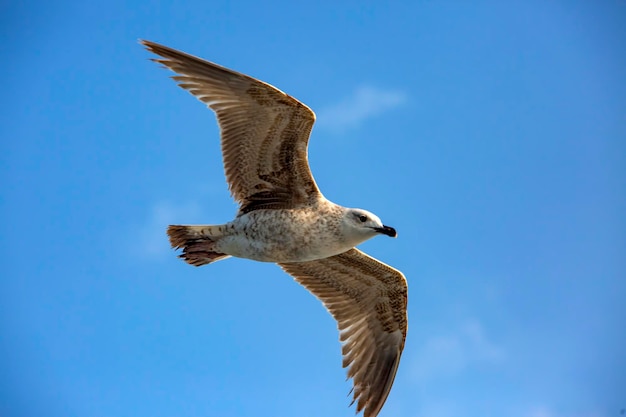 Mouette volant dans un ciel en arrière-plan