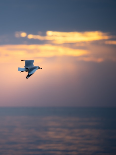 Photo mouette volant dans le ciel au-dessus de la mer.