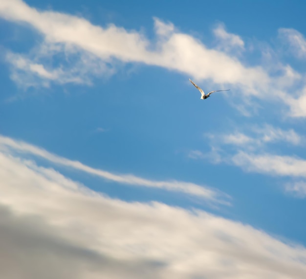 Mouette volant dans un ciel bleu avec des nuages