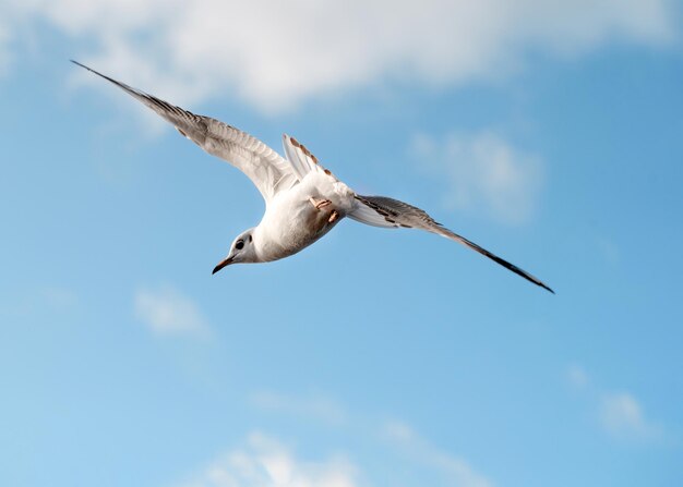 Mouette volant dans le ciel bleu nuageux