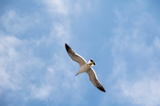 Mouette volant dans le ciel bleu