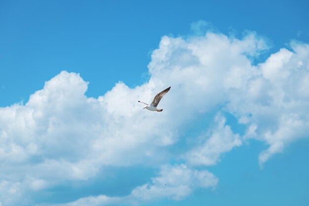 Photo une mouette volant dans le ciel avec le ciel derrière elle