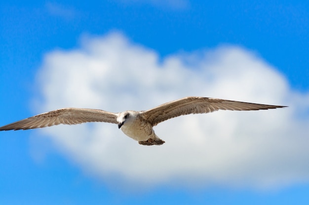 Mouette volant dans le ciel, nuages