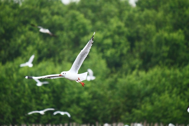 Photo la mouette volant dans une forêt