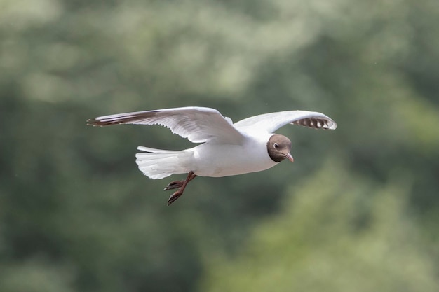 Photo mouette volant librement dans son milieu naturel