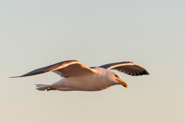 Mouette volant en mer au coucher du soleil. Éclairage de l'heure d'or.