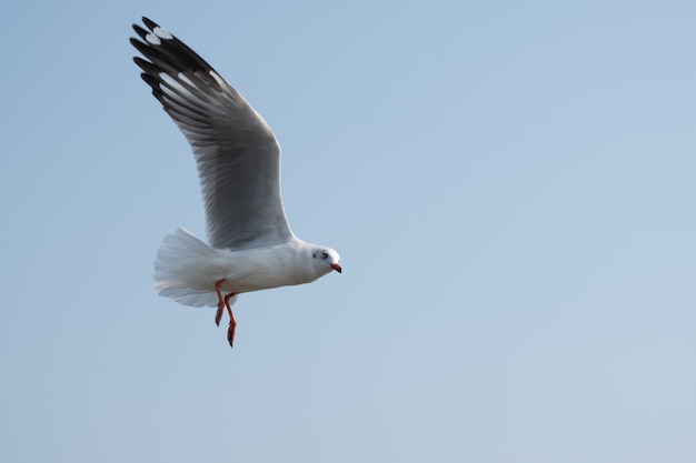 Photo mouette volant sur la mer en thaïlande