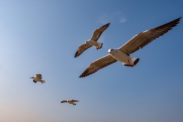 Photo mouette volant sur la mer en thaïlande