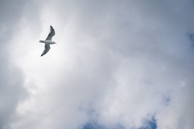 Mouette volant et planant sur un fond de ciel nuageux dramatique de mauvaise humeur. mouette vole contre le ciel bleu, planant au-dessus des nuages par une journée ensoleillée. Photo d'oiseau sur le ciel