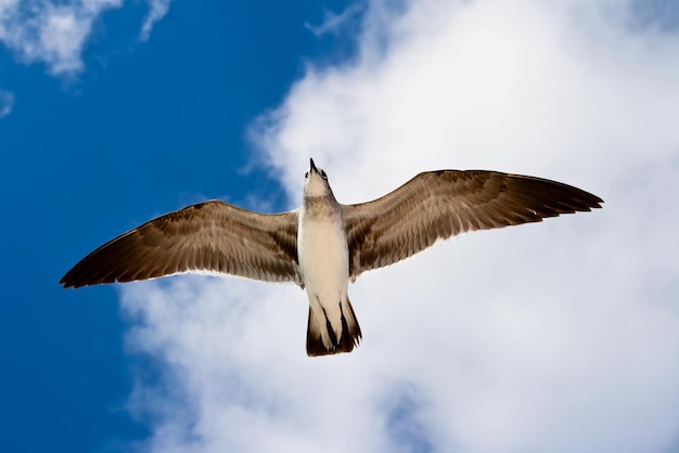 mouette volant