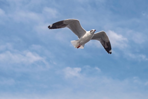 Mouette volant