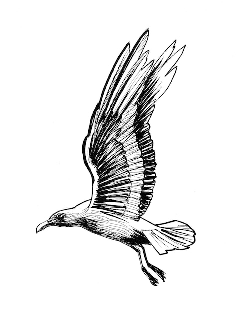 Mouette volante. Dessin à l'encre