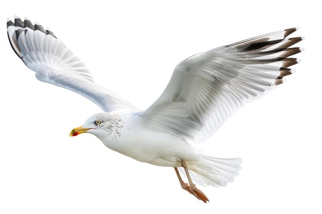 La mouette volante isolée sur un fond blanc