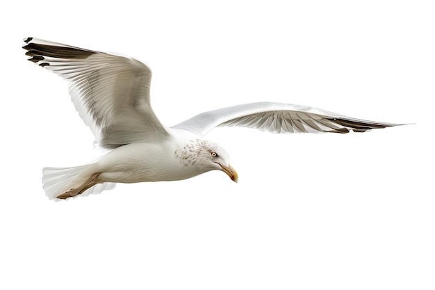 La mouette volante isolée sur un fond blanc