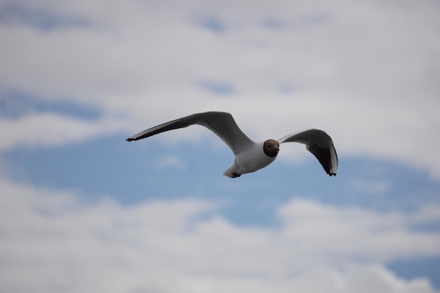 Mouette volante en noir et blanc