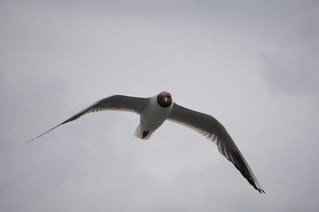 Mouette volante en noir et blanc