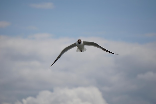 Mouette volante en noir et blanc