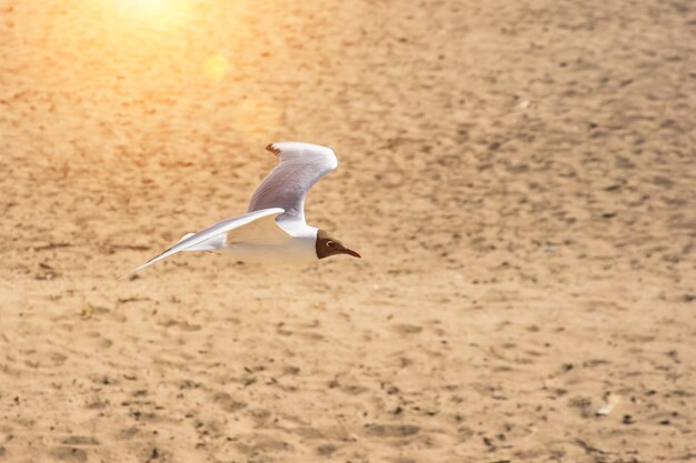 Une mouette volante sur le sable de la baie