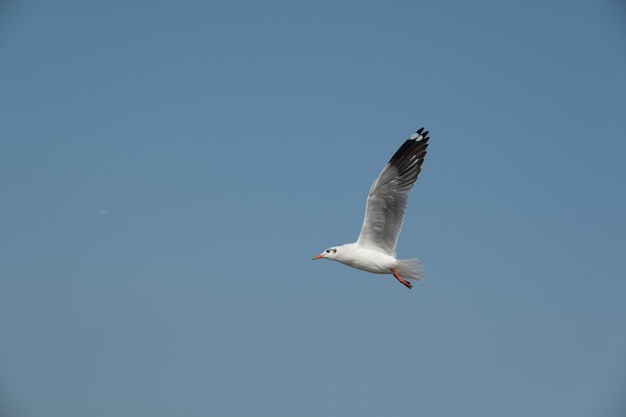 Mouette volante en Thaïlande