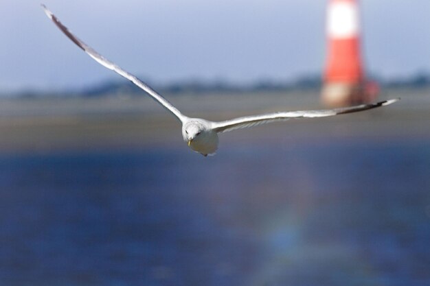 Photo une mouette vole au-dessus de l'eau avec une bouée rayée rouge et blanche en arrière-plan