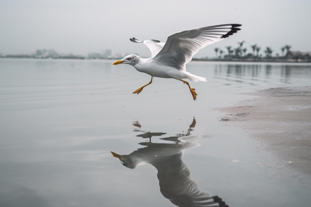 Une mouette vole au-dessus de l'eau et vole.