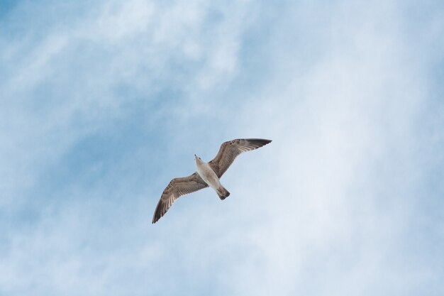 Mouette vole sur ciel bleu avec des nuages