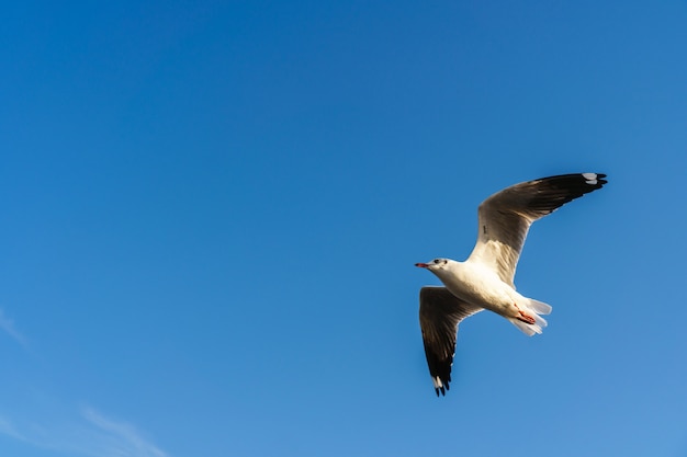 Mouette vole sur le ciel bleu