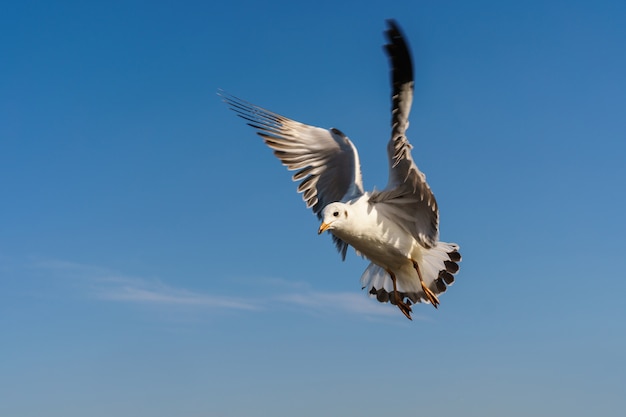 Mouette vole sur le ciel bleu