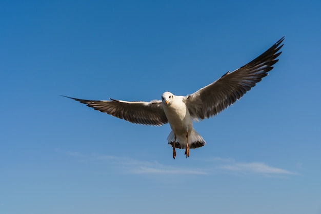 Mouette vole sur le ciel bleu