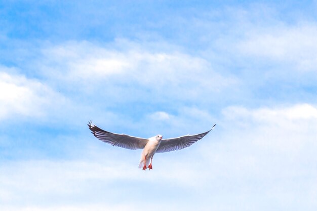 La mouette vole dans le ciel bleu C'est un oiseau de mer généralement gris et blanc Il faut de la nourriture vivante