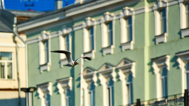 Une mouette vole. L'été à Tomsk. Sibérie