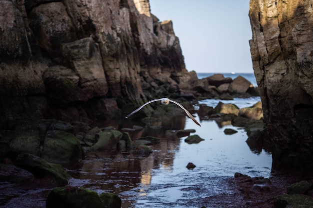 La mouette vole parmi le canyon. Concept : agilité, vol, esquive