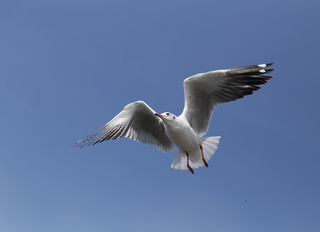 Mouette vole sous le ciel