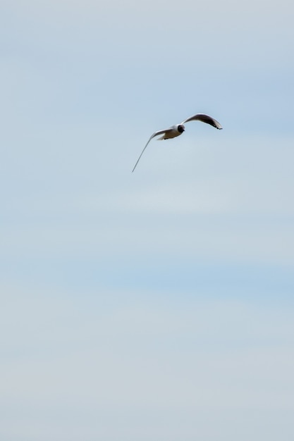 la mouette vole à travers le ciel bleu