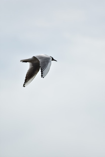 la mouette vole à travers le ciel bleu