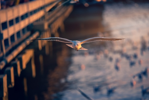 Mouette voler sur le ciel