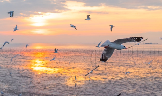 Mouette voler sur la lumière du soleil