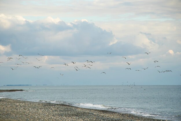 Mouette voler sur la plage de la mer Noire, Géorgie