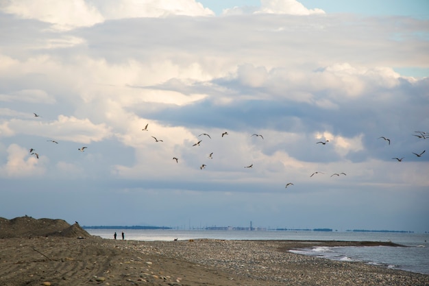 Mouette voler sur la plage de la mer Noire, Géorgie