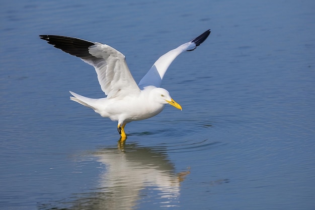 Photo la mouette