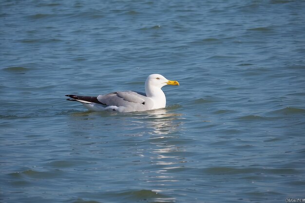 Photo la mouette