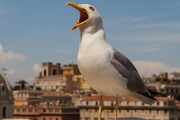 mouette