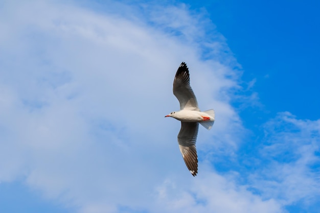 Mouette