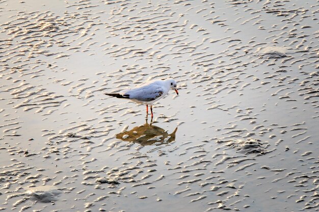 Mouette