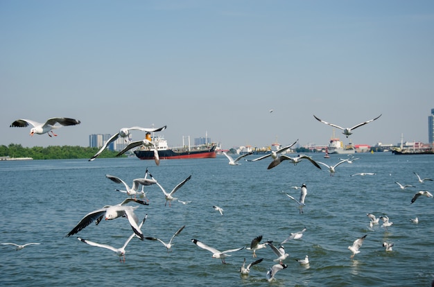 Mouette