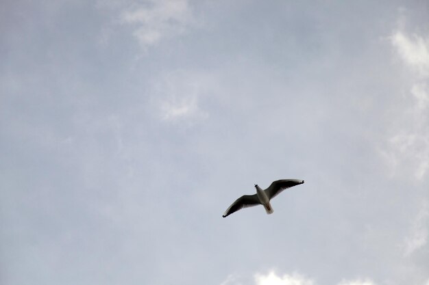 Mouette